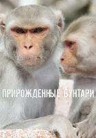  Прирожденные бунтари смотреть онлайн тв шоу 1 сезон 